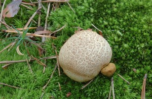 Pseudoboletus parasiticus1.jpg