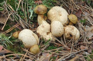 Pseudoboletus parasiticus2.jpg