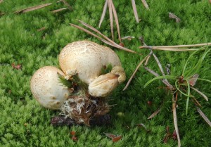 Pseudoboletus parasiticus3.jpg