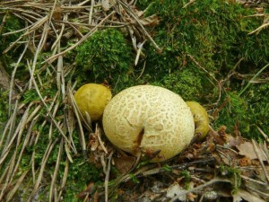 Pseudoboletus_parasiticus_Jirsek3.JPG