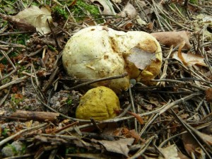 Pseudoboletus_parasiticus_Jirsek4.JPG