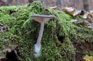 Pseudoclitocybe cyathiformis.jpg