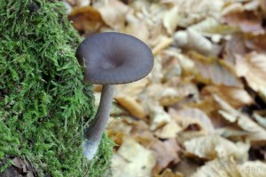 Pseudoclitocybe cyathiformis (2).jpg