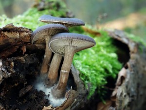 Pseudoclitocybe cyathiformisB.jpg