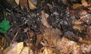 Pseudocraterellus undulatus.JPG