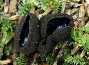 Pseudoplectania nigrella (4)B.jpg