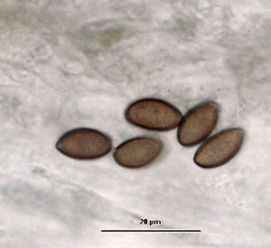 psilocyb1.jpg