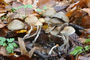 Psilocybe bohemica.jpg