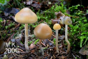 Psilocybe_bohemica.jpg