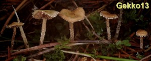 Psilocybe crobula2.jpg