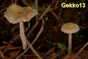 Psilocybe crobula.jpg