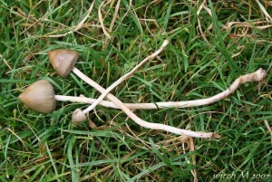 Psilocybe semilanceata-II 2007_witch M.JPG