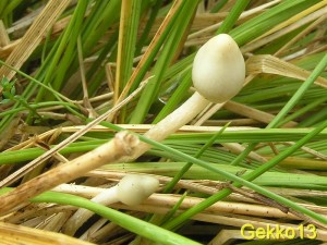 Psilocybe semilanceata2.jpg