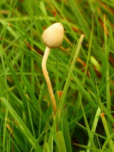 Psilocybe semilanceata.jpg