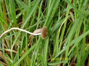 Psilocybe semilanceata 1 v.JPG