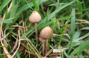 Psilocybe semilanceata 2007_witch M.JPG