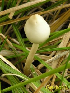 Psilocybe semilanceata.jpg