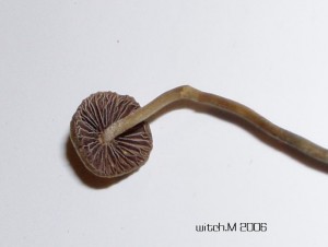 Psilocybe semilanceata 3 v.JPG