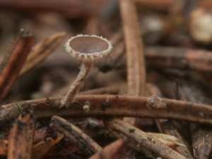 Pubigera subvillosula2.jpg