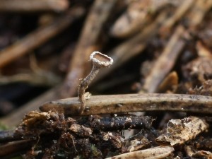 Pubigera subvillosula.jpg