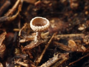 Pubigera subvillosula.jpg