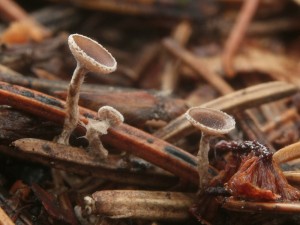 Pubigera subvillosula.jpg