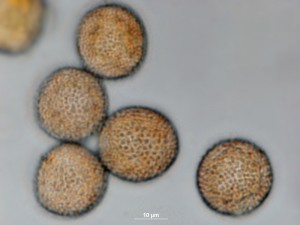puccin10b.jpg