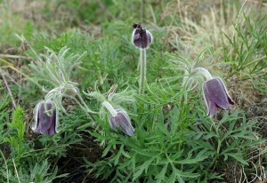 Pulsatilla pratensis subsp. bohemica.jpg