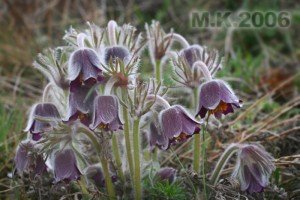 Pulsatilla_pratensis_subsp.bohemica_1.jpg