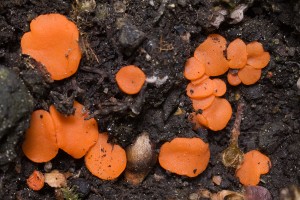 PulvinulaConvexella-01.jpg