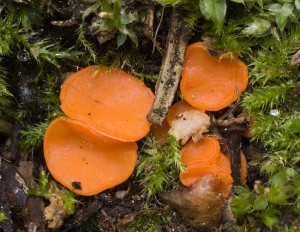 PulvinulaConvexella-02.jpg