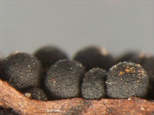 pyreno---8.jpg