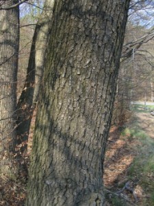 Quercus robur - kmen.jpg