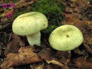 R.rigida.jpg
