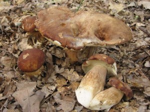 Rp-boletus reticulatus.jpg