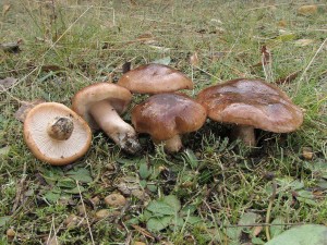 rvka blohnd-Tricholoma albobrunneum1.jpg