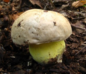 radicans 3.jpg