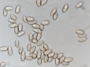 Ramaria-stricta--1.jpg