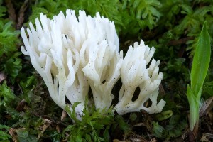 ramariopsis_kunzei_dm_13.jpg