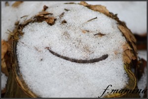 Ressl 13.1.2013-1.jpg