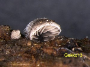 Resupinatus_trichotis.jpg