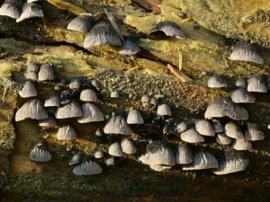 Resupinatus trichotis.jpg