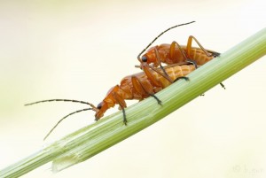 Rhagonycha fulva.jpg