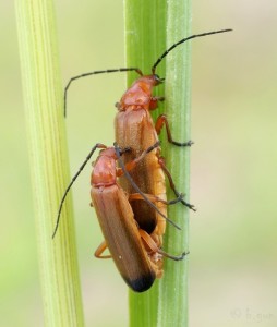 Rhagonycha fulva (2).jpg