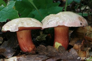 rhodoxanthus.jpg