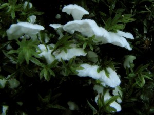 Rimbachia bryophila.jpg