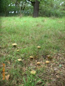 Rodinka - Boletus subtomentosus - Hřib plstnatý.jpg