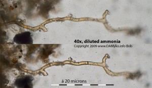 roots-02.jpg