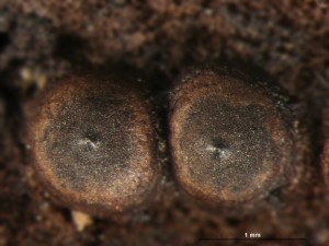Rosellinia-corticium3.jpg