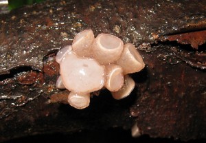 rosoloklihatka cira 01.jpg